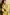 color:LIME YELLOW